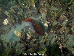 These lumbsucker was hidden between the oysters in the Oo... by John De Jong 